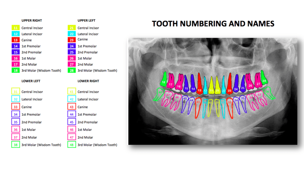 teeth-numbers-and-names-a-guide-to-understand-the-terms