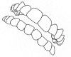 Crooked Teeth